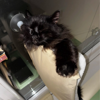 Mačja viseča mreža