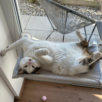 Mačja viseča mreža