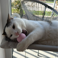 Mačja viseča mreža