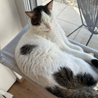 Mačja viseča mreža